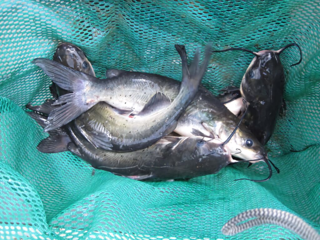 Fresh channel catfish with sleek bodies and whiskered faces inside a green fishing net Wallpaper