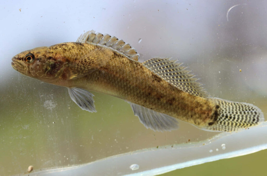 Freshwater darter fish swimming with translucent fins in soft natural light underwater wallpaper