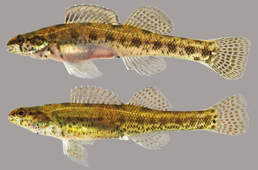 Side view of two freshwater darter fish with speckled brown and golden scales on neutral background Wallpaper