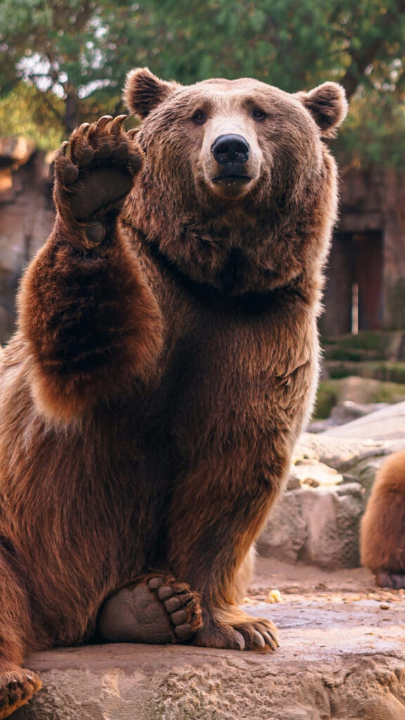 Friendly Brown Bear Waving on Rocky Surface with Lush Green Background Wallpaper