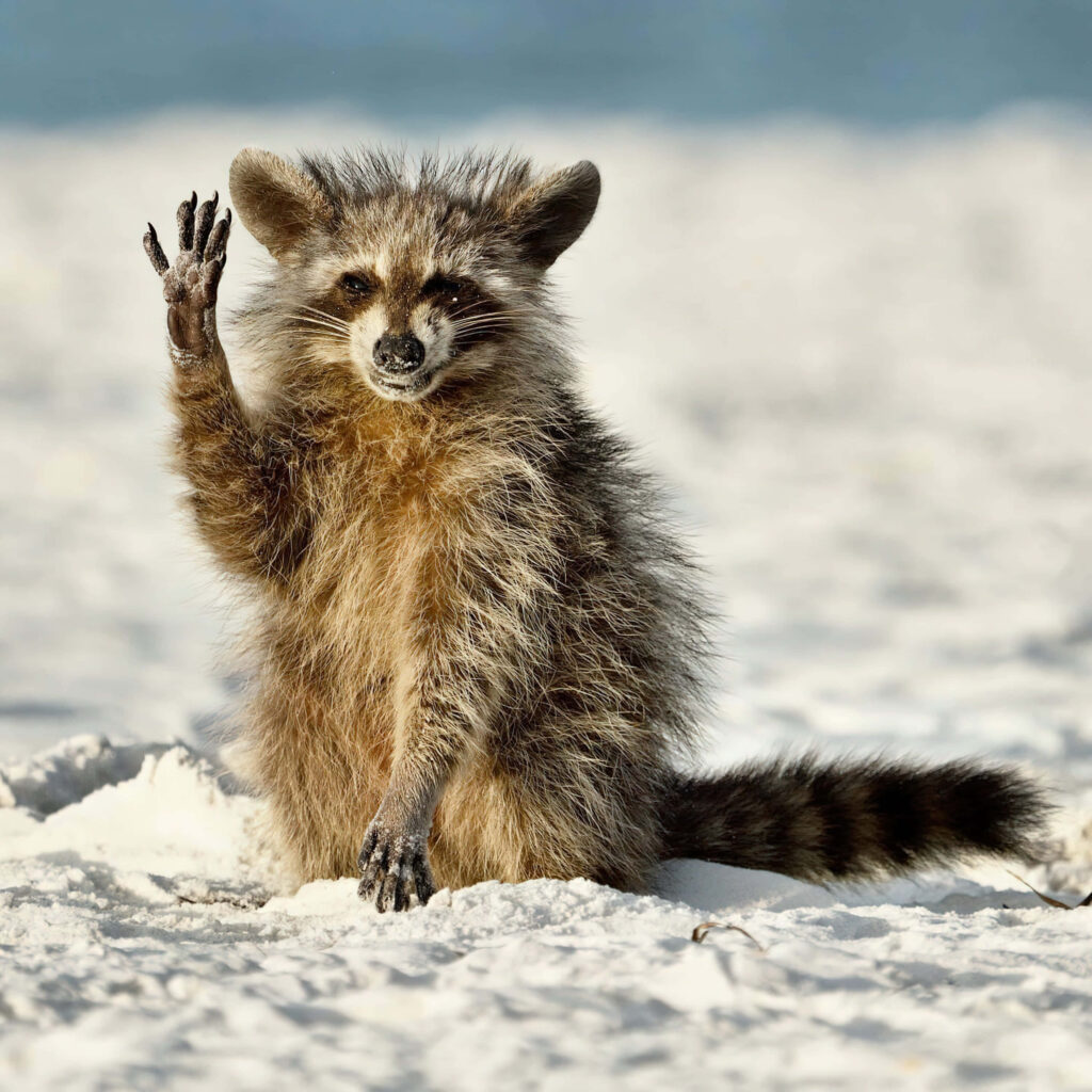 Friendly Raccoon on Sandy Beach Wallpaper - Cute & Playful Background