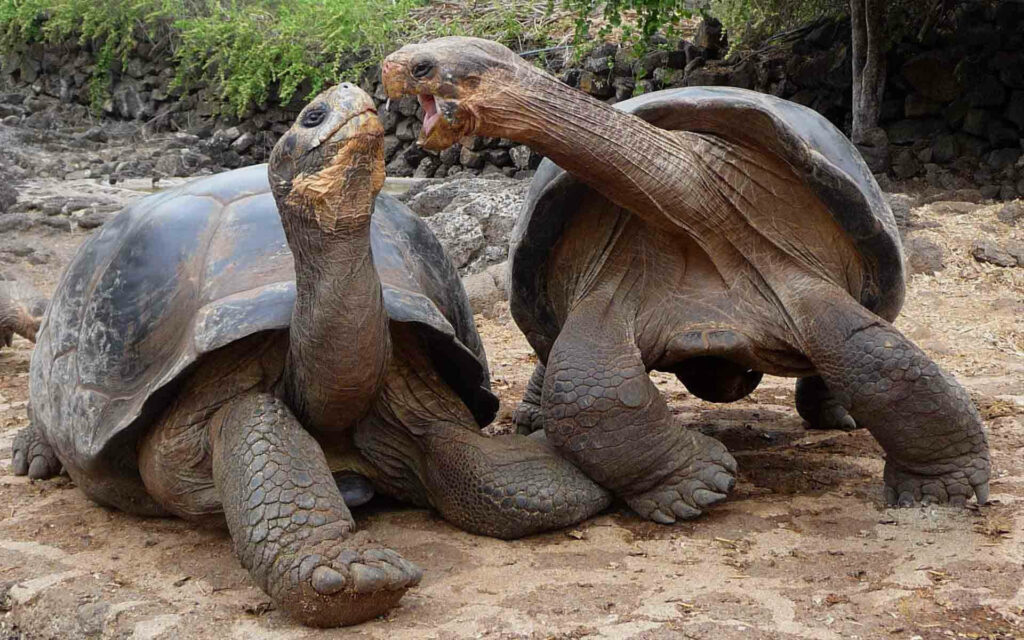 Charming Giant Tortoises in Serene Natural Background Wallpaper
