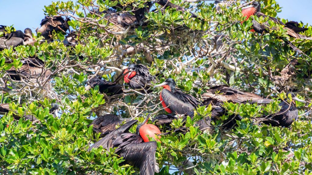 Frigatebird colony with red gular pouches resting in green tree foliage under sunlight Wallpaper