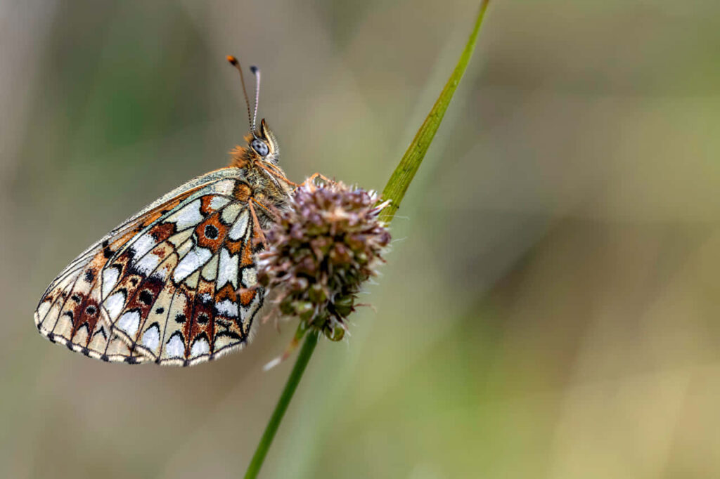 Elegant Fritillary Butterfly Close-Up Wallpaper Background