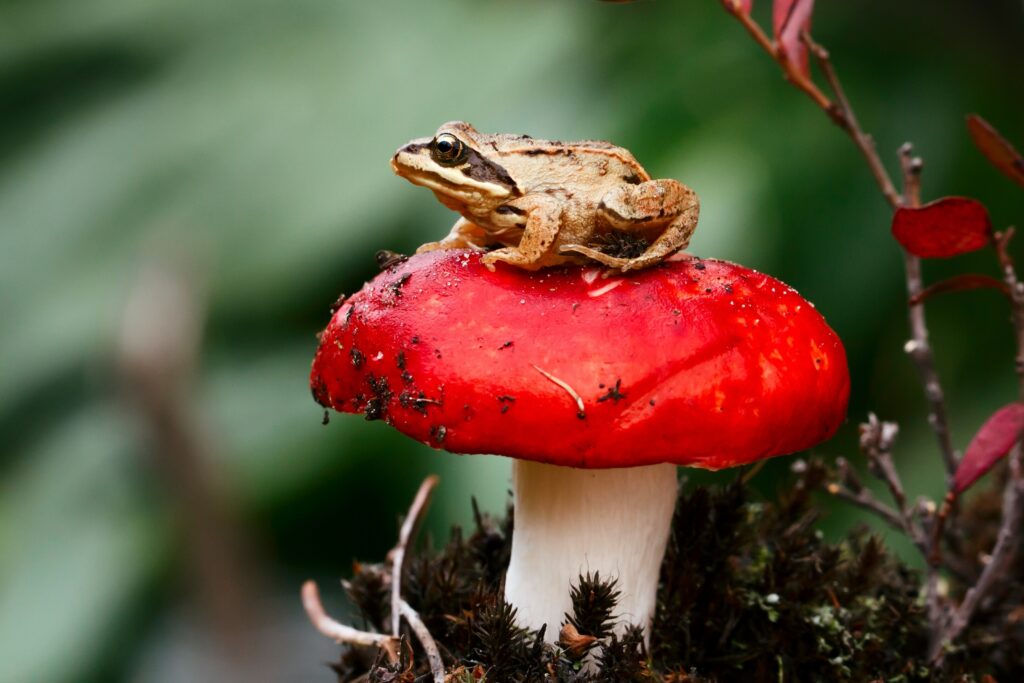 Vibrant Frog on Red Toadstool: Nature-Inspired Wallpaper Background