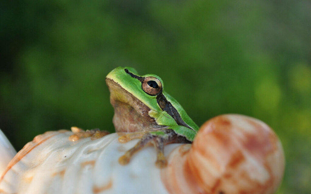 Hopping onto Adventure: A Close-Up of a Frog on a Shell Wallpaper