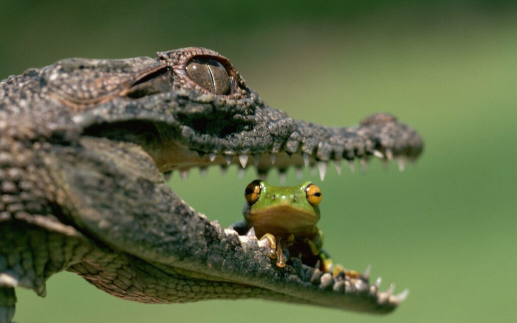 Drama in Nature: Frog vs. Caiman – A Wild Moment Captured Wallpaper