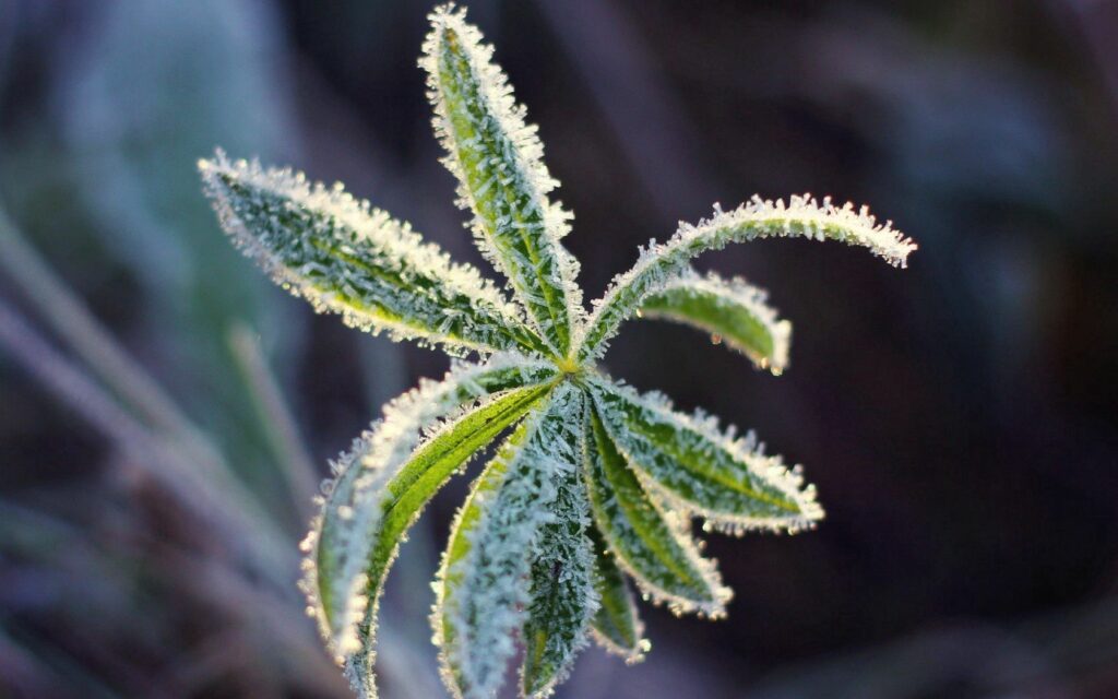 Frost-Covered Green Leaf: Intricate Patterns for Wallpaper Background
