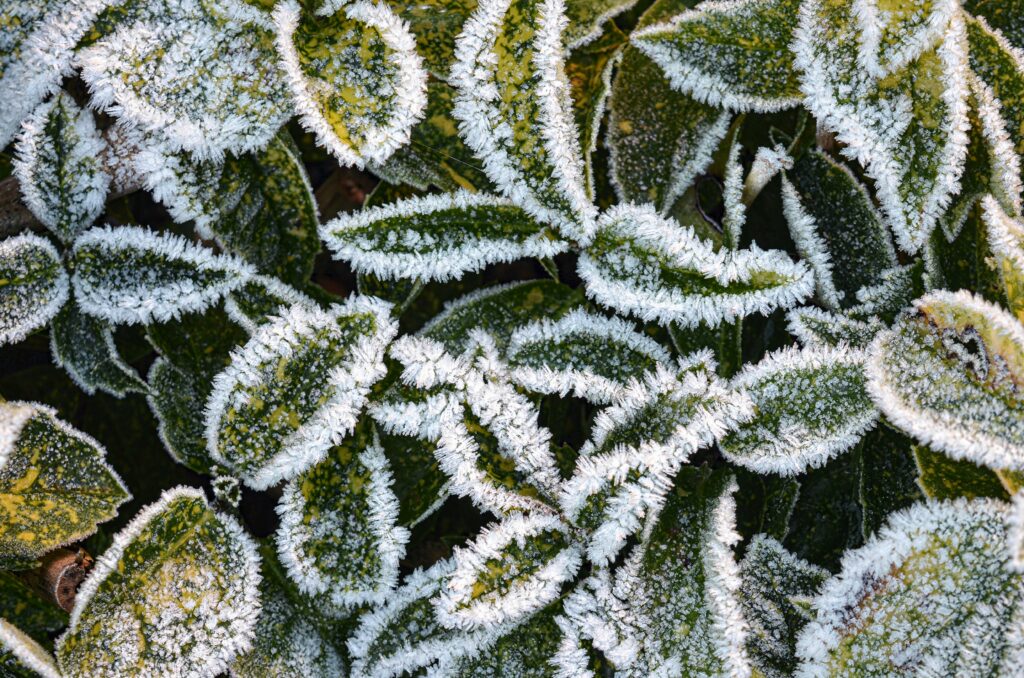 Frosted Green Leaves: Intricate Textures in Natural Light Wallpaper
