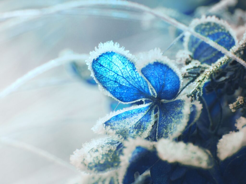 Frosted Blue Hydrangea: Snowy Wallpaper Background Close-Up