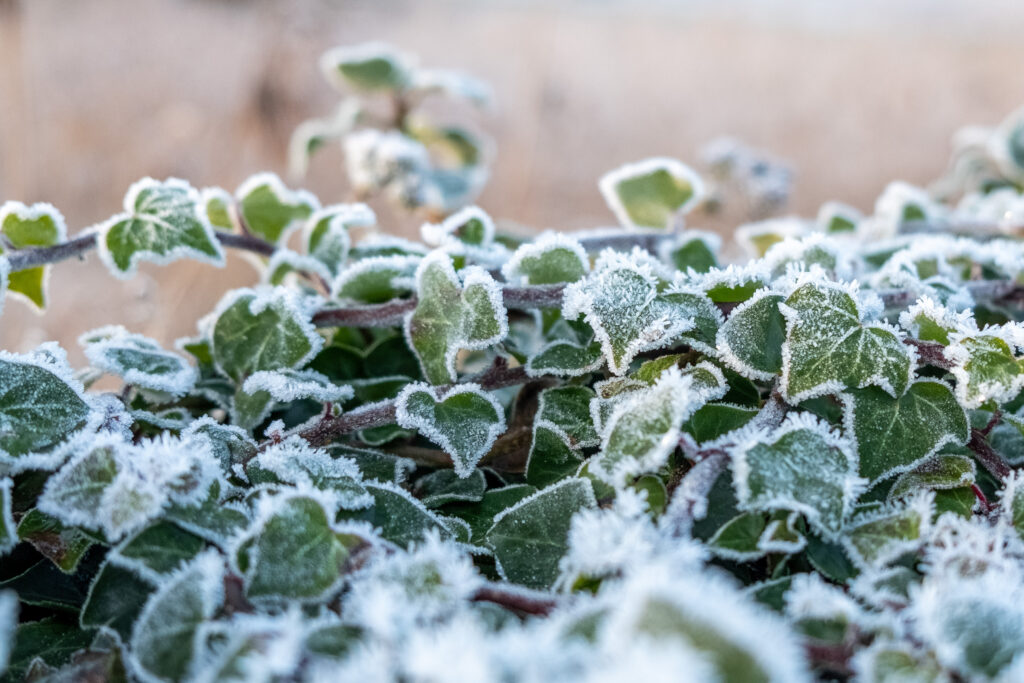 Frosted Ivy Leaves Close-Up: Serene Winter Wallpaper Background
