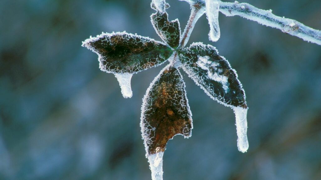 Frost-Covered Plant Close-Up: Delicate Ice Wallpaper Background
