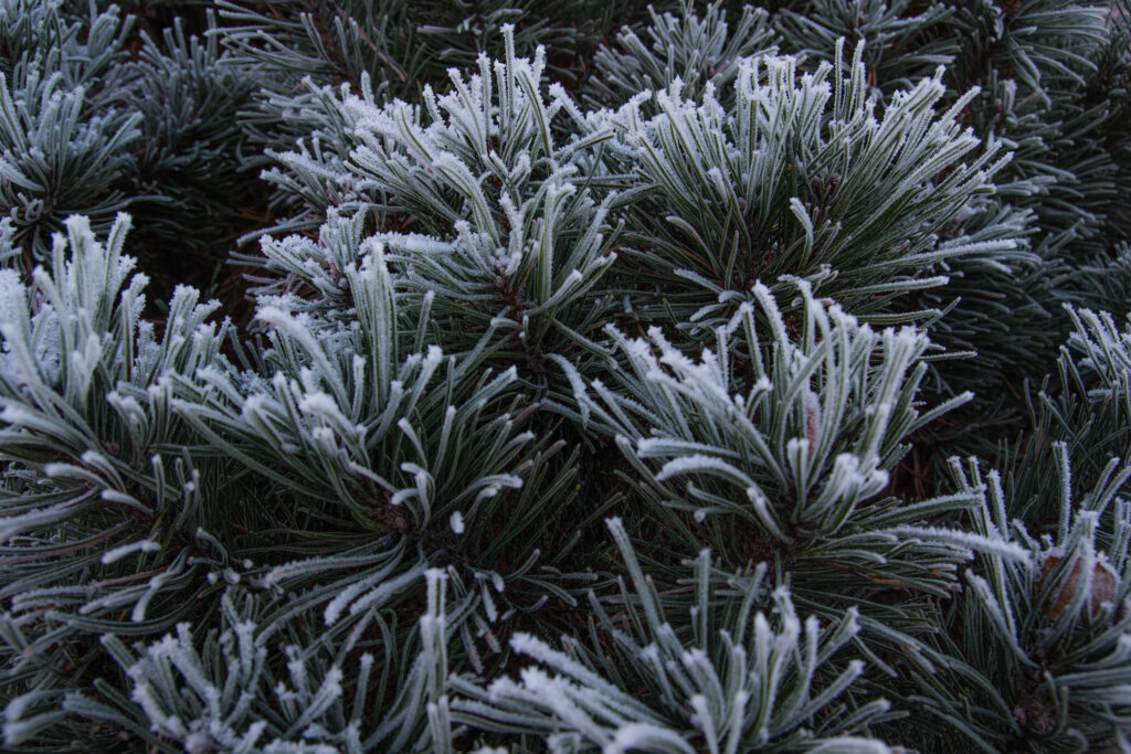 Frost-Covered Spruce Needles: Winter Macro Wallpaper Background