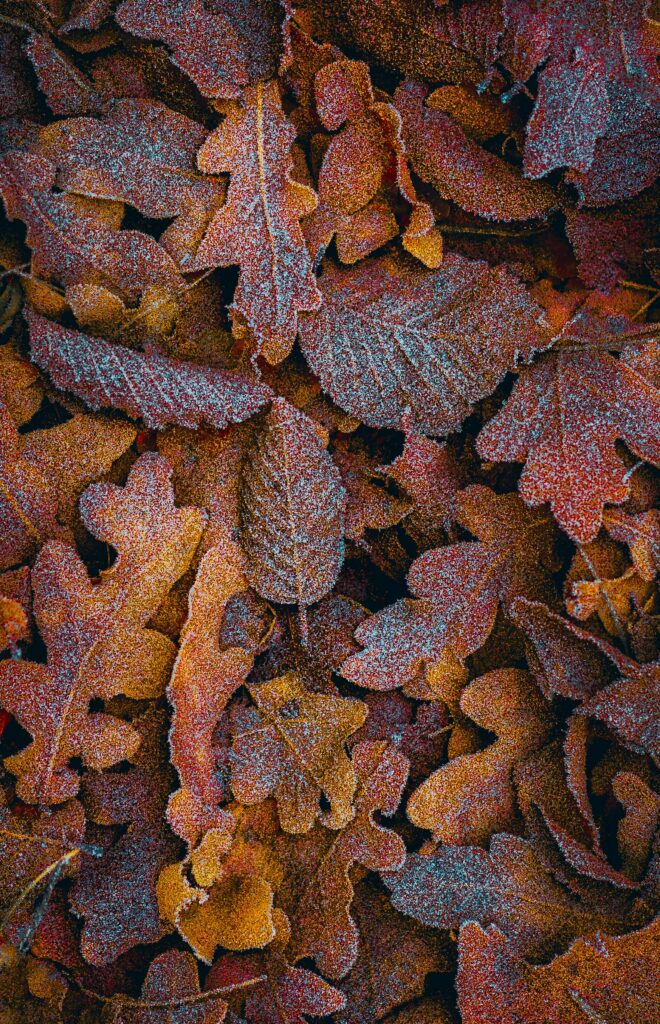 Frosted Autumn Leaves: Close-Up Textures for a Beautiful Wallpaper