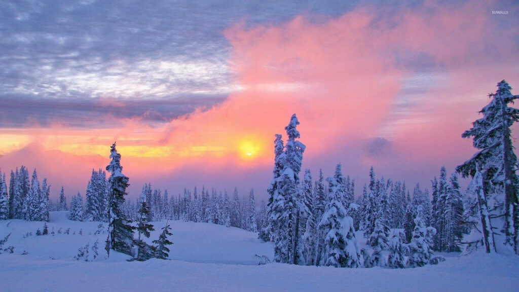 Snowy evergreen forest at sunset with pink and orange sky serene winter landscape wallpaper