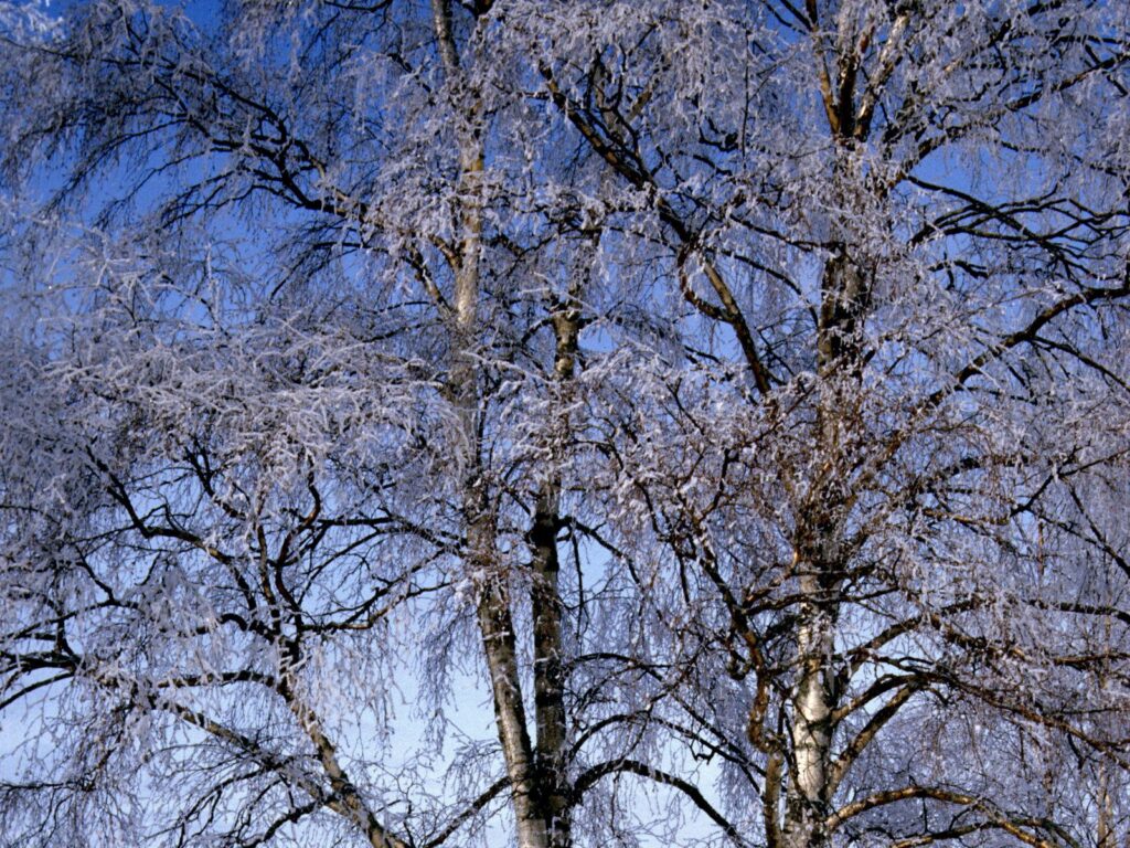 Birch branches covered in hoarfrost sparkling against clear blue winter sky wallpaper background