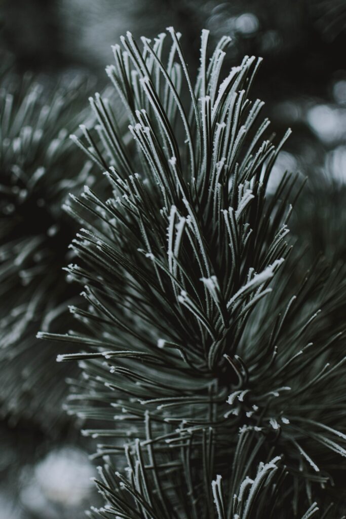 Frosted Branch Close-Up: Delicate Ice Crystals Winter Wallpaper