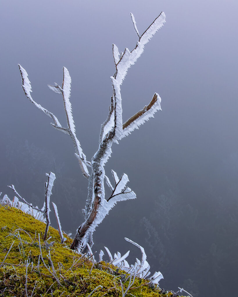 Macro shot of frosted branches and green moss capturing intricate winter ice crystals nature scene Wallpaper