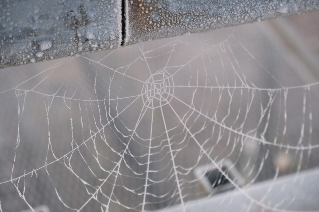 Frosted Cobweb Close-Up: Intricate Details for Wallpaper Background