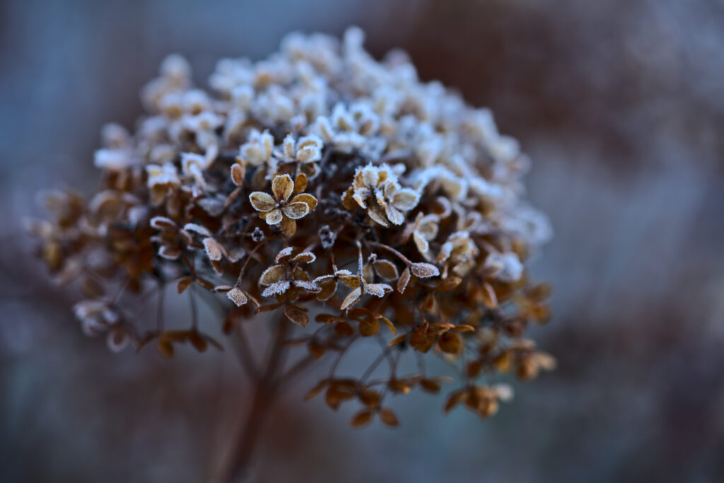 Frosted Hydrangea Macro: Intricate Winter Beauty Wallpaper