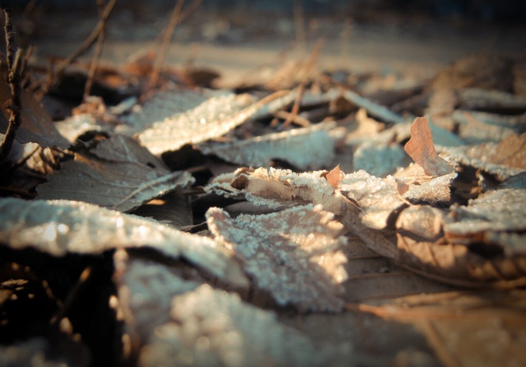 Frosted Dry Leaves Wallpaper: Delicate Textures of Chilly Season
