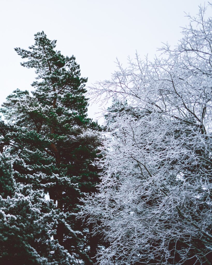 Frost-covered evergreen trees with intricate branches in a serene winter landscape background Wallpaper