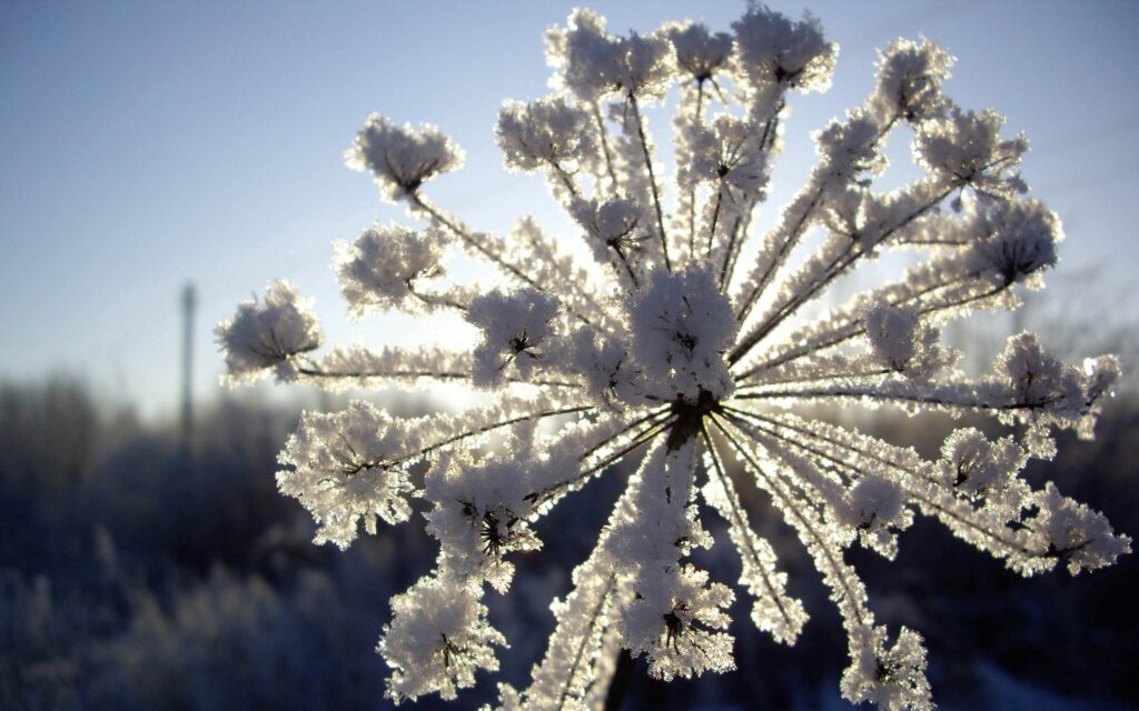 Close-up of frost-covered fennel with glistening hoarfrost in soft winter morning light wallpaper