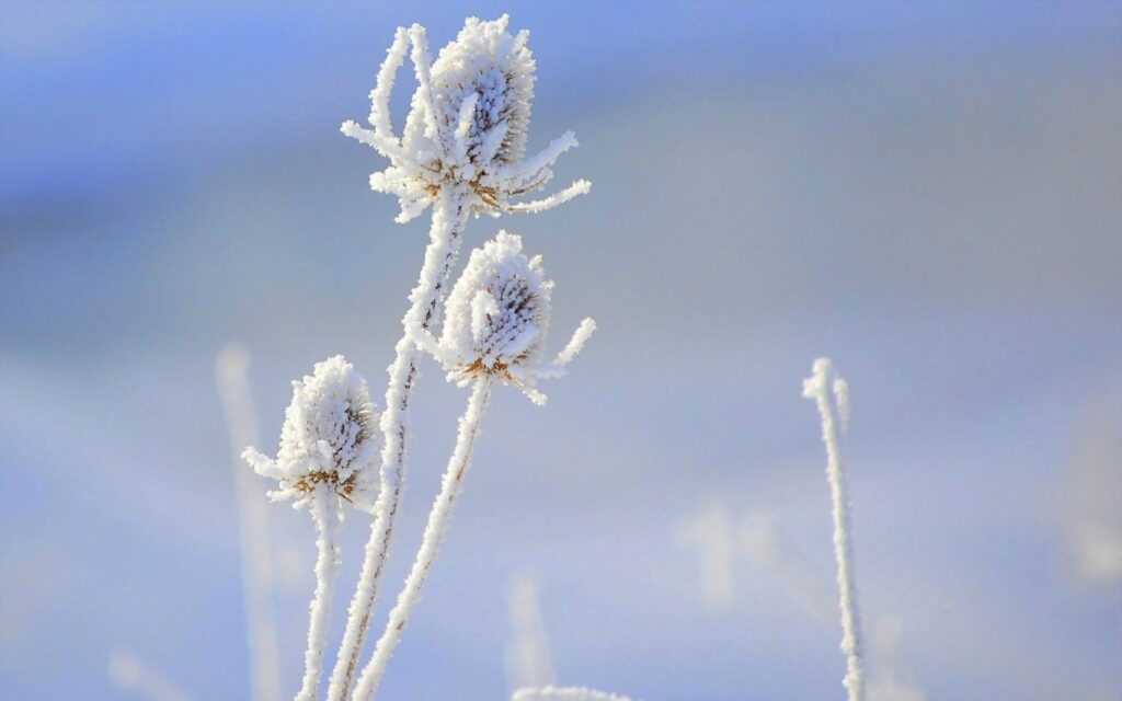 Frosted Flower Wallpaper: Close-Up of Snow-Covered Blooms