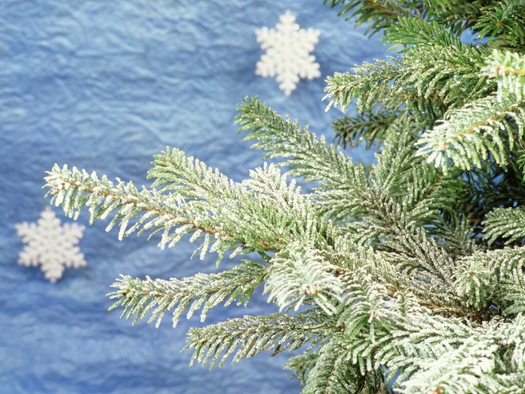 Frosted Fur Tree Branch Wallpaper with Snowflakes - Festive Background