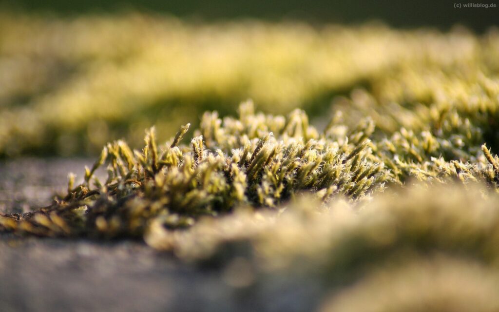 Close-up frost-covered grass with soft sunlight creating a serene winter morning wallpaper background