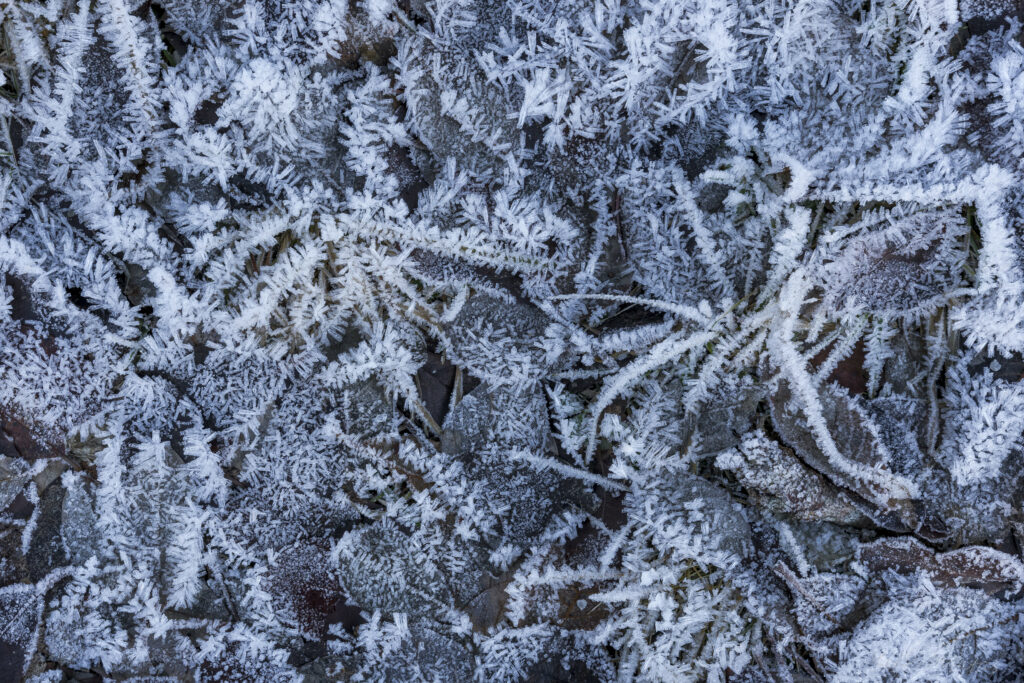 Intricate Frosted Grass & Leaves Macro - Winter Landscape Wallpaper