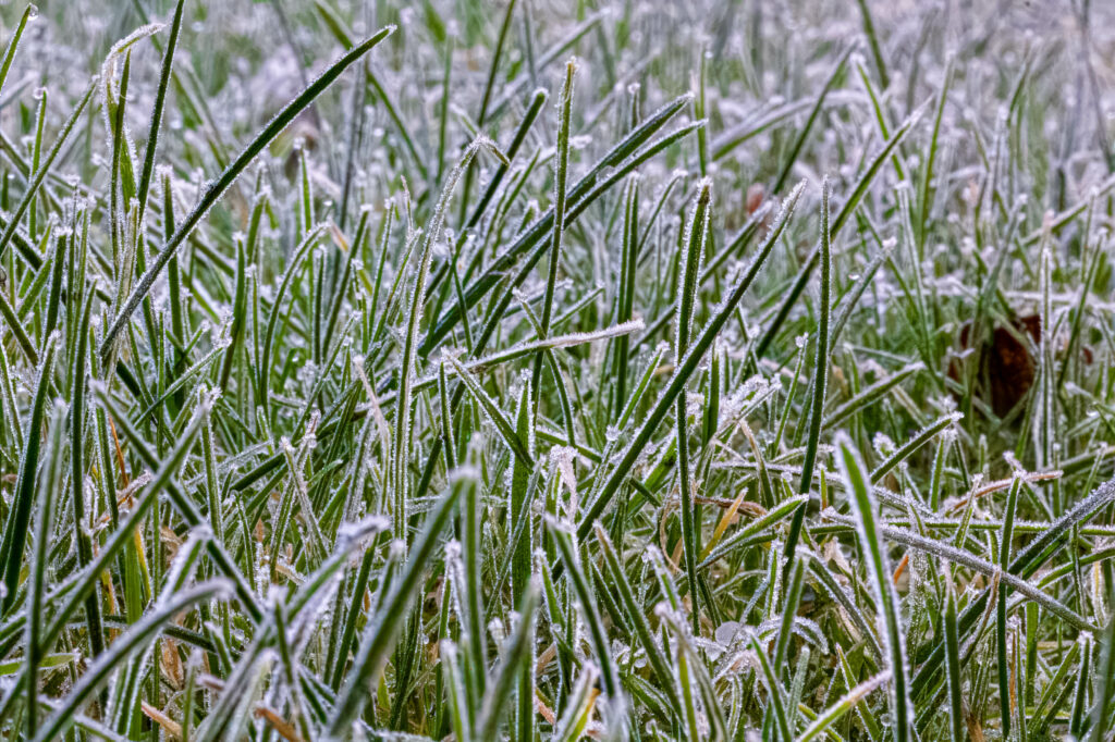 Frosted Grass Wallpaper: Intricate Icy Textures in Nature