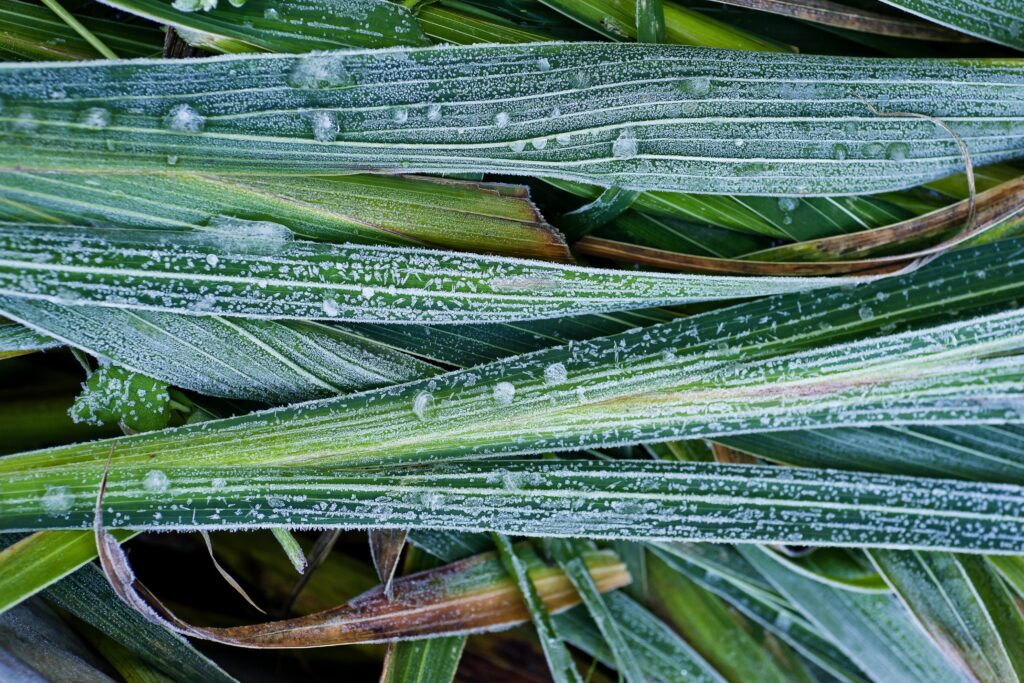 Frosted Green Grass & Leaves: Delicate Hoarfrost Wallpaper Background