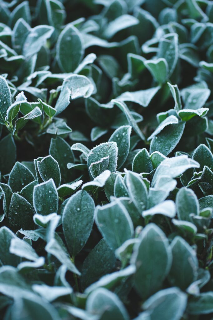Macro Frosted Green Leaves with Water Droplets - Nature Wallpaper
