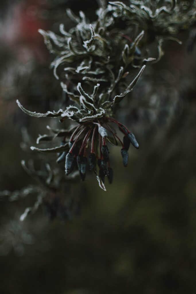 Macro Frosted Leaves & Branches: Intricate Ice Textures Wallpaper