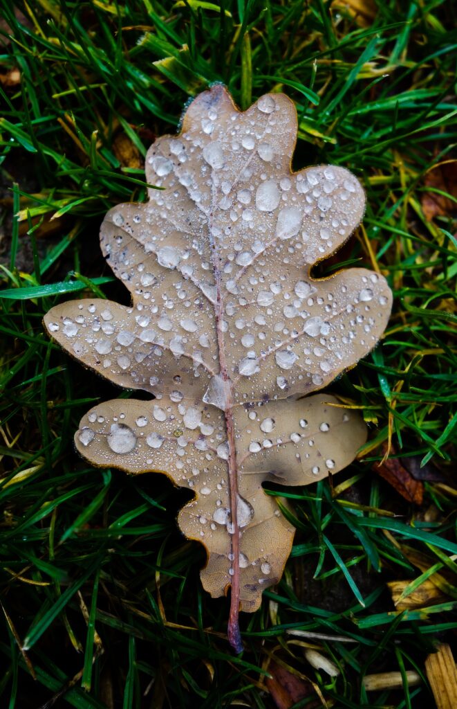 Macro Oak Leaf with Frost on Grass - Stunning Wallpaper Background