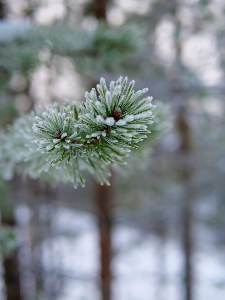 Frosted Pine Branch Close-Up: Icy Needles in Wintery Forest Wallpaper