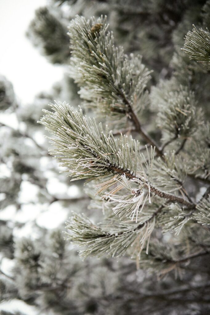 Frosted Pine Branch Close-Up: Serene Winter Wallpaper Background