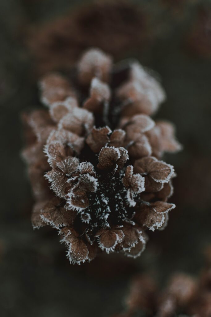 Frosty Pine Cone Macro: Intricate Textures for Wallpaper Background