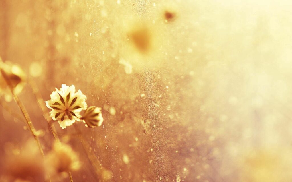 Serene Frosted Plants Wallpaper: Warm Light & Gentle Glares
