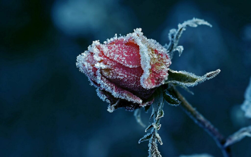 Frosted Rose Close-Up: Icy Petal Details on Dark Wallpaper Background