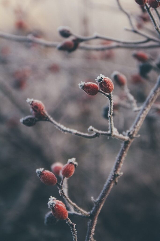 Frosted Rose Hips: Vibrant Red Berries on Winter Wallpaper Background