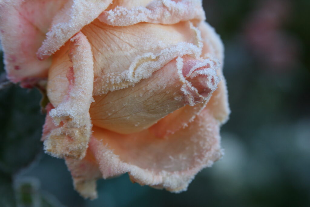 Frosted Rosebud Wallpaper: Serene Chill and Soft Petals