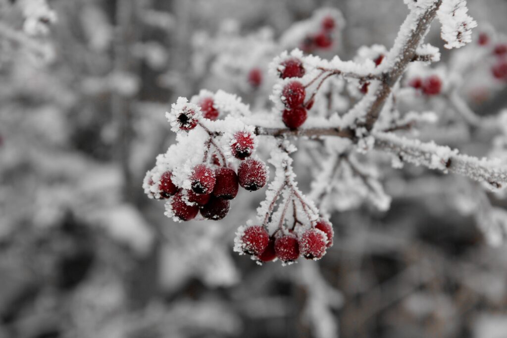 Close-up of vibrant red rowan berries with delicate hoarfrost on frosty winter background Wallpaper