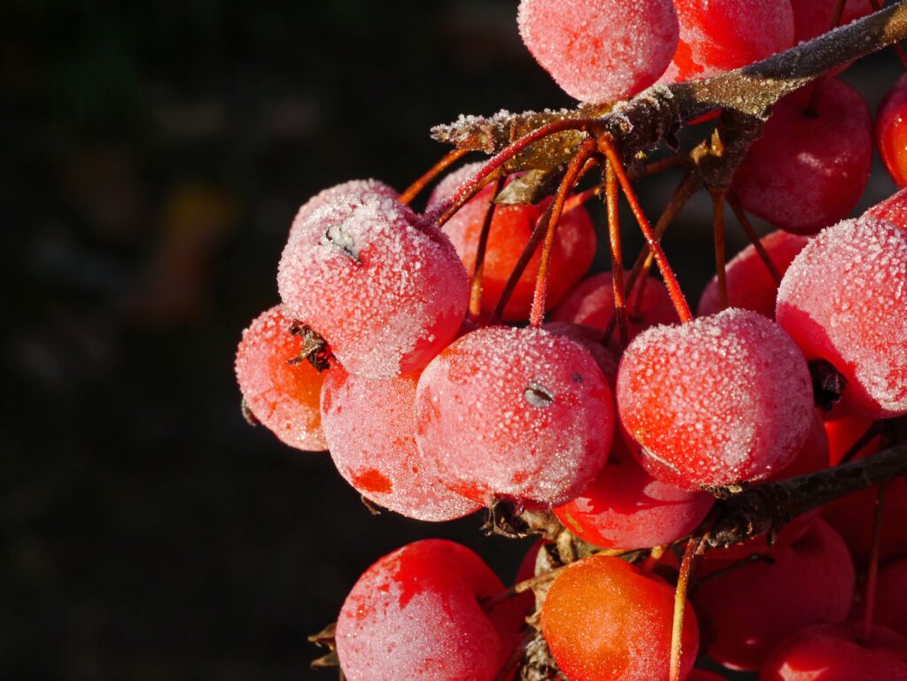 Vibrant Frosted Rowan Berries: Bright Red Ice Crystal Wallpaper