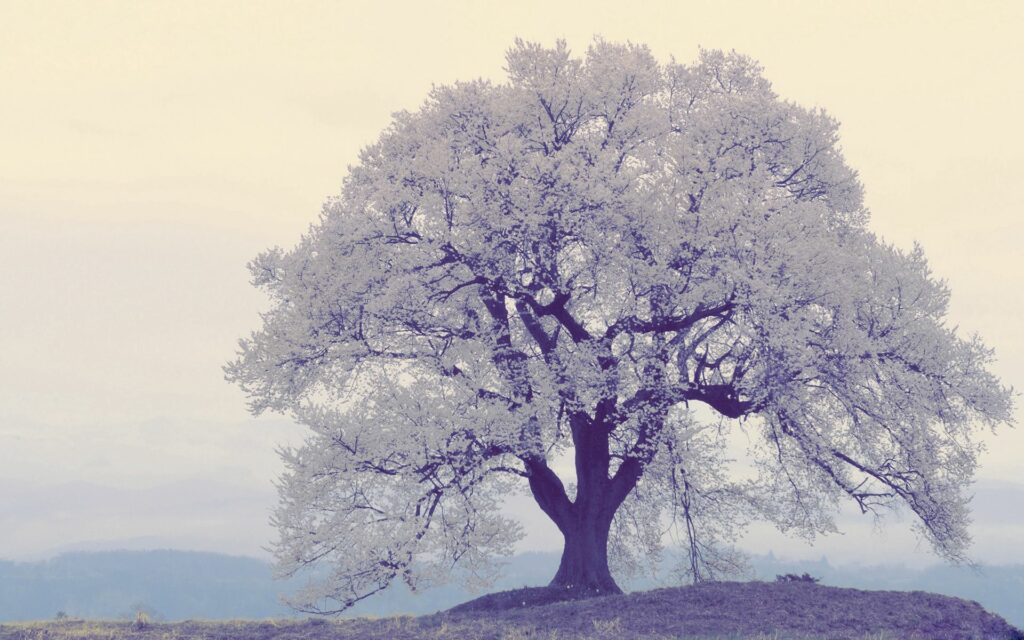 Frosted solitary tree with wide branches by foggy river in soft pastel serene nature wallpaper background