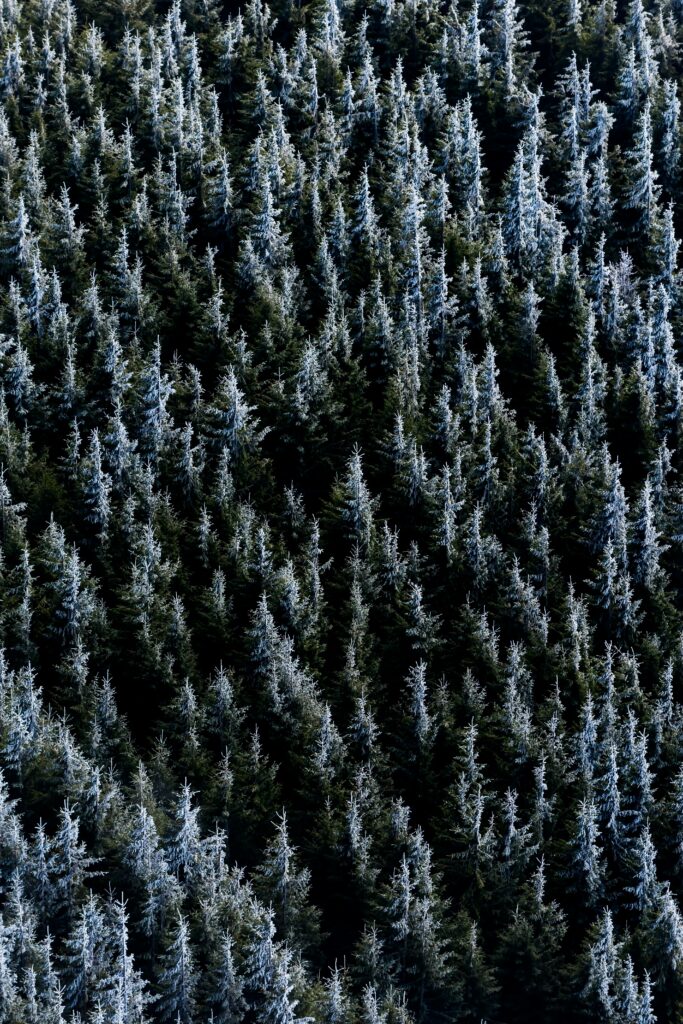 Aerial view of frosted spruce forest with deep green needles in serene wintry nature wallpaper