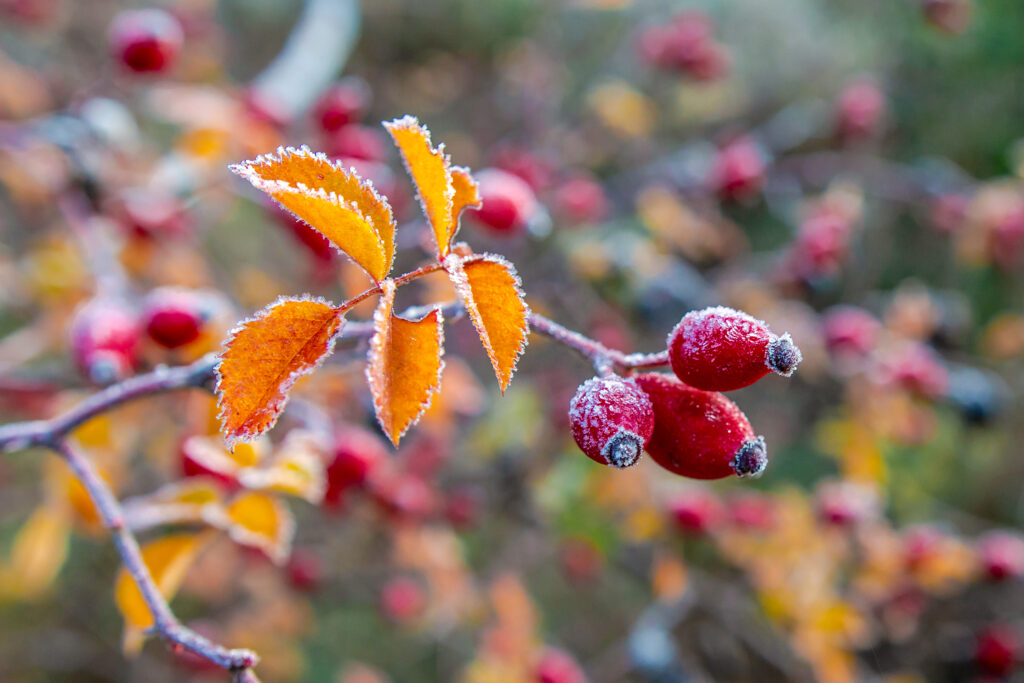 Frosted Wild Rose Branch with Red Berries & Yellow Leaves Wallpaper
