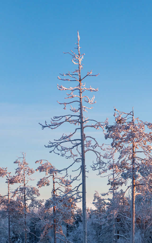 Frosty bare trees against clear blue winter sky serene snowy nature wallpaper background