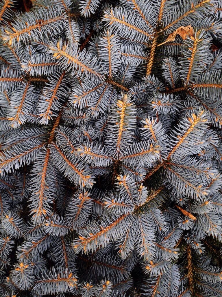 Close-up of spruce branches with frosty blue needles and sharp spines natural textured wallpaper